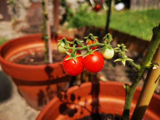 Sowing Success: How to Choose the Best Tomatoes to Grow in Iowa