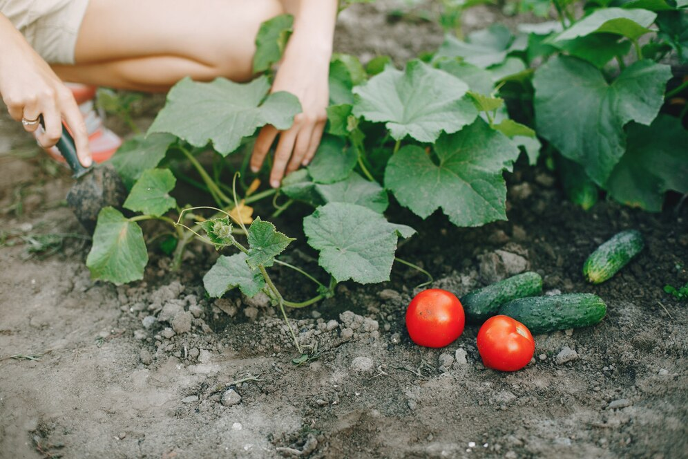 Tomato Time in Iowa: Your Go-To Guide for Planting Tomatoes in the Hawkeye State